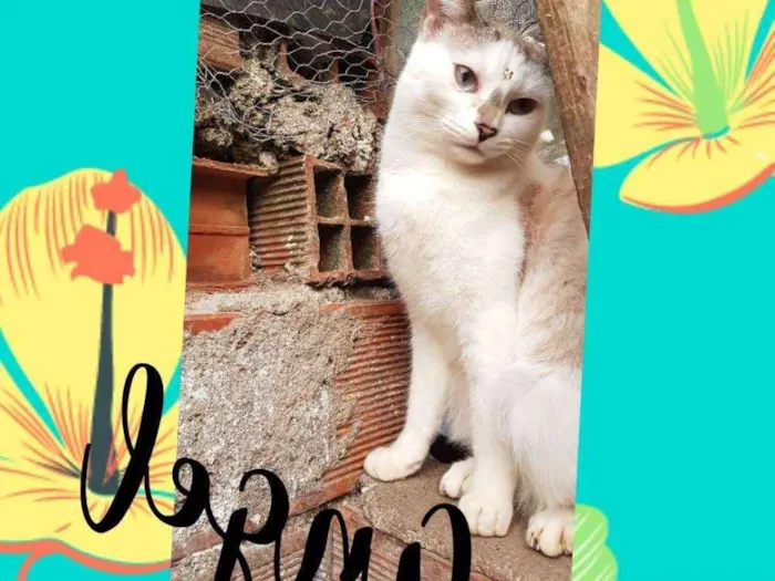 Gato ra a SRD  idade 7 a 11 meses nome Angel
