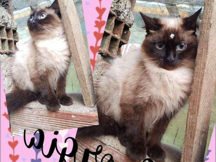 Gato ra a SRD  idade 1 ano nome Georgia