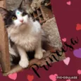 Gato raça SRD  idade 1 ano nome Princesa