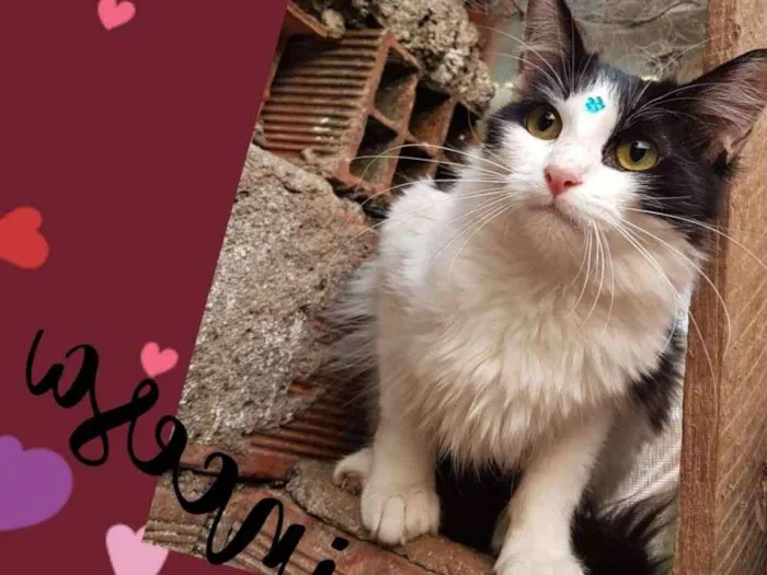 Gato raça SRD  idade 1 ano nome Princesa