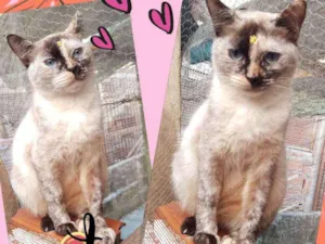 Gato raça SRD  idade 1 ano nome Heart