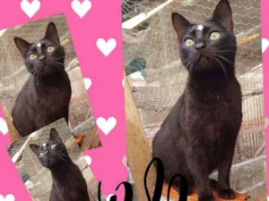 Gato raça SRD  idade 1 ano nome Bella