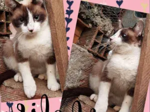 Gato raça SRD  idade 1 ano nome Sophie