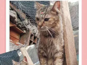 Gato raça SRD  idade 1 ano nome Brisa