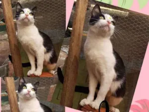 Gato raça SRD  idade 1 ano nome Sasha