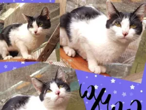 Gato raça SRD  idade 1 ano nome Gaya