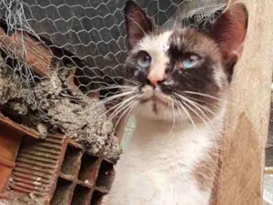 Gato raça SRD  idade 1 ano nome Shine