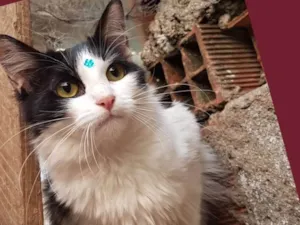 Gato raça SRD  idade 1 ano nome Princesa
