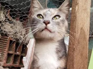 Gato raça SRD  idade 1 ano nome Amy