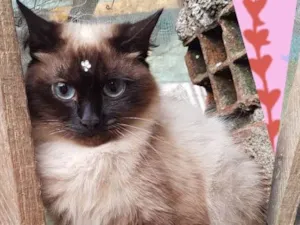 Gato raça SRD  idade 1 ano nome Georgia