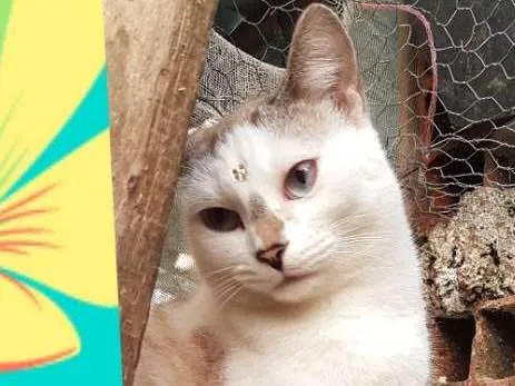 Gato ra a SRD  idade 7 a 11 meses nome Angel