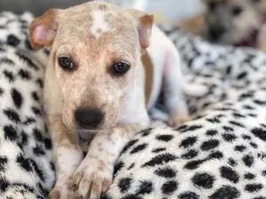 Cachorro raça Srd idade  nome Jaque