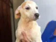 Jaque