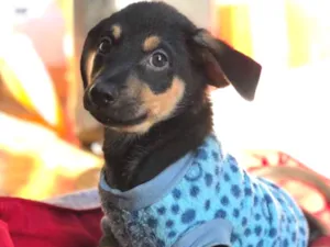 Cachorro raça Srd  idade  nome Yago
