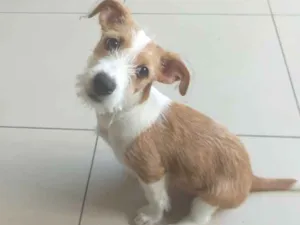 Cachorro raça SRD idade 2 a 6 meses nome Jujuba