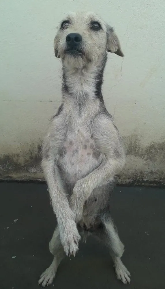 Cachorro ra a Vira lata  idade 2 anos nome Nala 