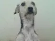 Nala 