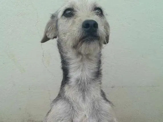 Cachorro ra a Vira lata  idade 2 anos nome Nala 