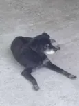 Nino