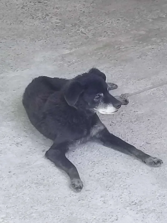 Cachorro ra a Vira lata idade 6 ou mais anos nome Nino