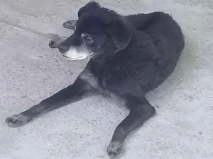 Cachorro raça Vira lata idade 6 ou mais anos nome Nino