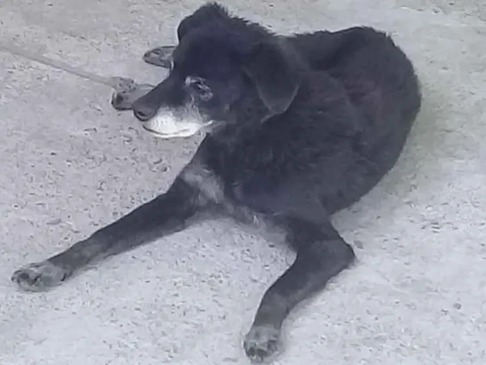 Cachorro ra a Vira lata idade 6 ou mais anos nome Nino