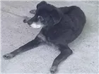 Cachorro raça Vira lata idade 6 ou mais anos nome Nino