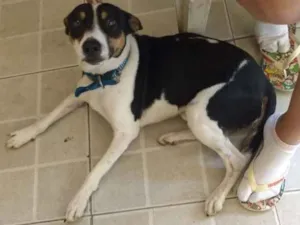 Cachorro raça Mestiço  idade 1 ano nome Bob