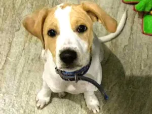 Cachorro raça Vira Lata idade 2 a 6 meses nome Yuri