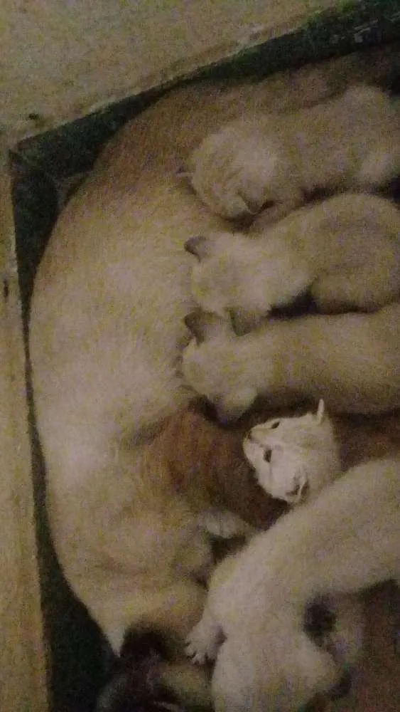 Gato ra a  idade 2 a 6 meses nome Sem nome