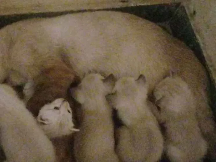 Gato ra a  idade 2 a 6 meses nome Sem nome