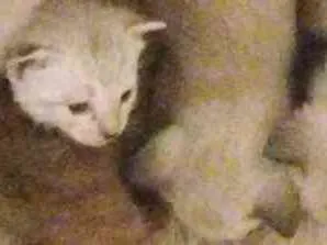 Gato raça  idade 2 a 6 meses nome Sem nome