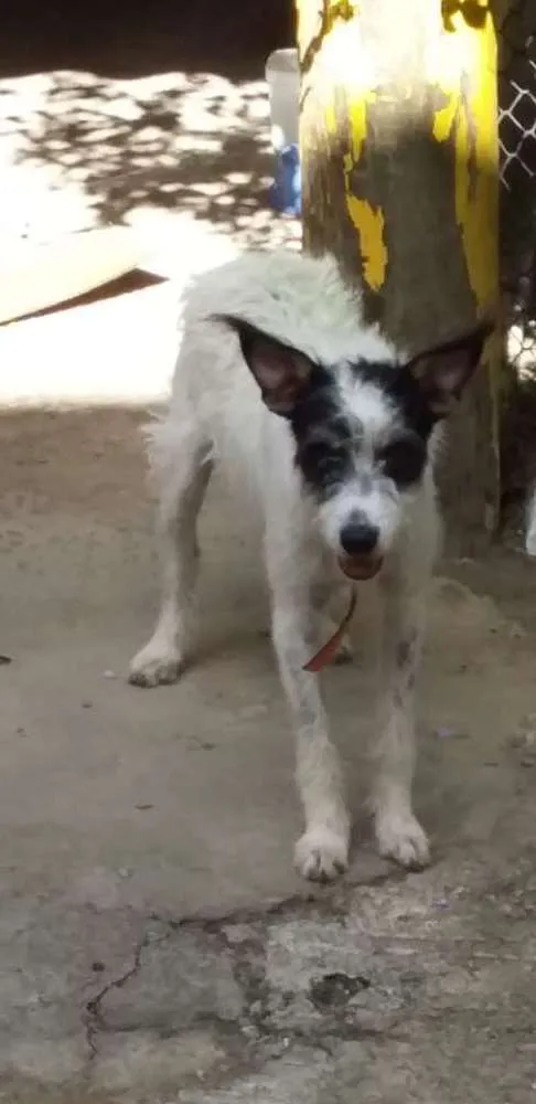 Cachorro ra a Não definida idade 2 a 6 meses nome Sem nome