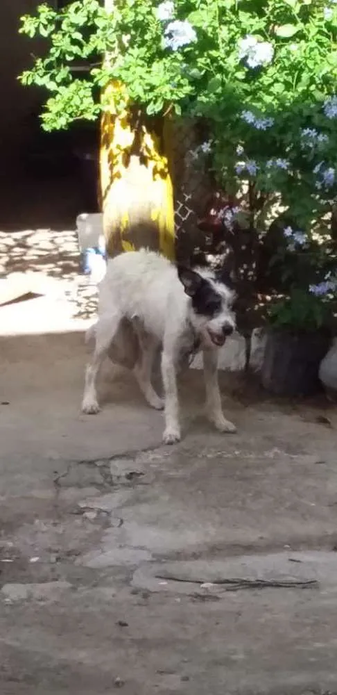 Cachorro ra a Não definida idade 2 a 6 meses nome Sem nome