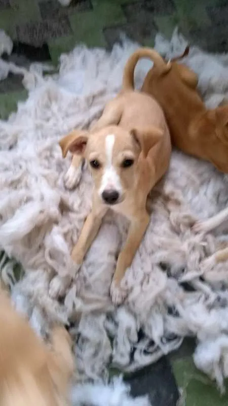 Cachorro ra a mix  idade 2 a 6 meses nome Mel
