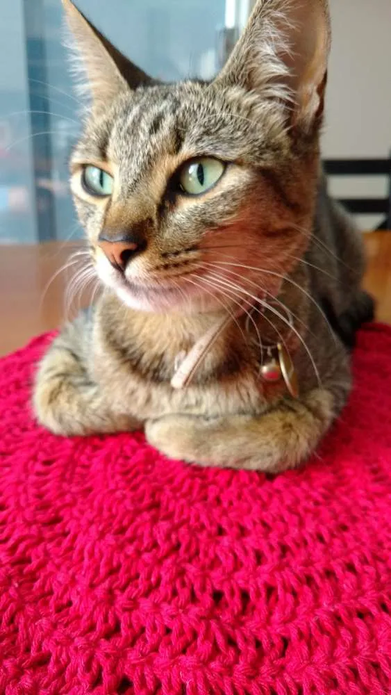 Gato ra a Não sei idade 1 ano nome Coline