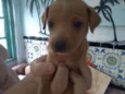 Dorinha