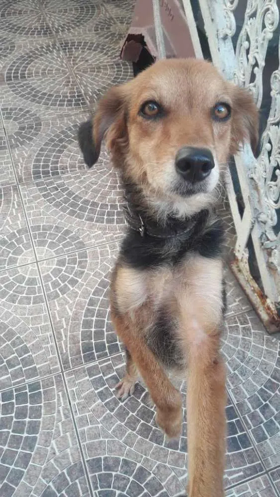 Cachorro ra a Nao sei idade 3 anos nome Belinda