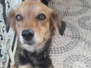 Cachorro raça Nao sei idade 3 anos nome Belinda