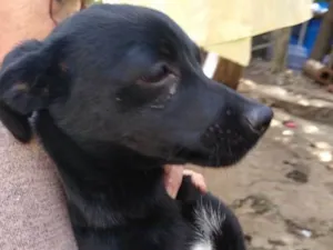 Cachorro raça srd idade 2 a 6 meses nome Keke