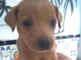 Dorinha