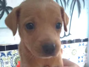 Cachorro raça mix  idade 2 a 6 meses nome Dorinha