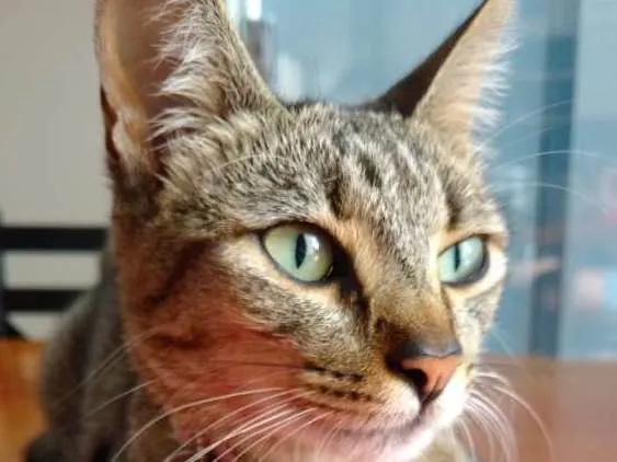 Gato ra a Não sei idade 1 ano nome Coline