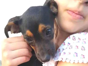 Cachorro raça mix  idade 2 a 6 meses nome Belinha