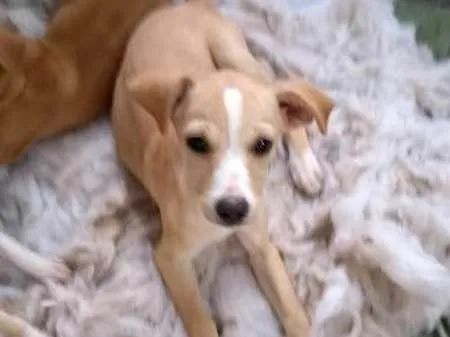 Cachorro ra a mix  idade 2 a 6 meses nome Mel