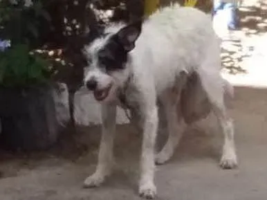 Cachorro ra a Não definida idade 2 a 6 meses nome Sem nome