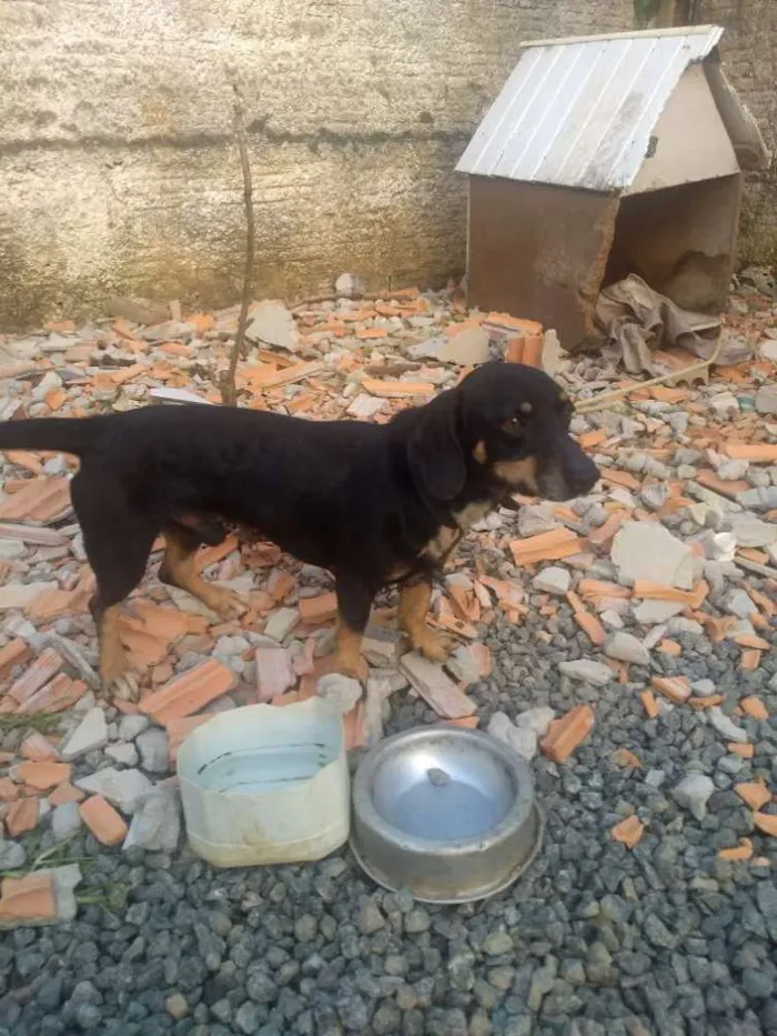 Cachorro ra a Vira lata  e linguiça idade 1 ano nome Guerreiro e marley