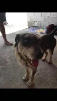 Scooby