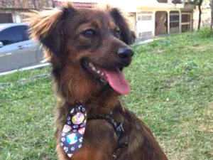Cachorro raça SRD idade 2 a 6 meses nome Will