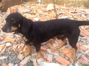 Cachorro raça Vira lata  e linguiça idade 1 ano nome Guerreiro e marley